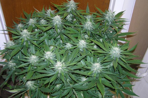 Практичные советы по krab4 cc